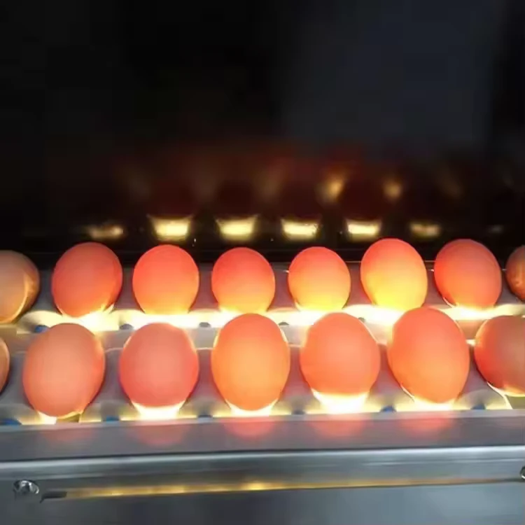 High-Quality-Automatic-Egg-Grading-Process-Line-Scale-Grader-Mini-Sorter-Egg-Machine-Commercial-Egg-Grading-Machine