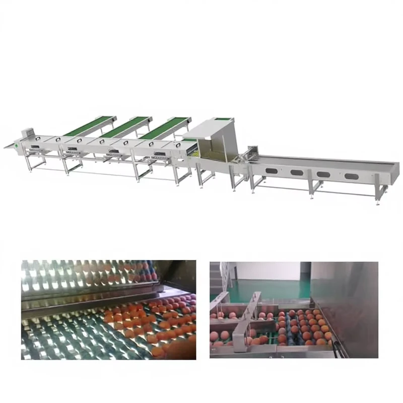 Sunlinn-Full-Automatic-Egg-Grading-Sorting-Packing-Machine-for-Food-Processing-Asia-EU